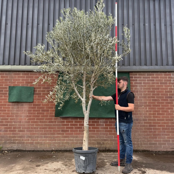 The Windsor Plus Mature Olive Fruit Tree Specimen 19525