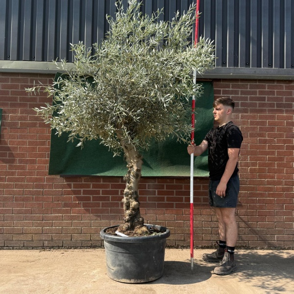 Beautiful Characterful Mature Specimen Olive Fruit Tree 19526