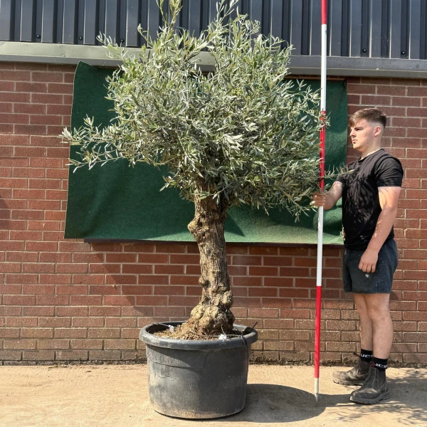 Beautiful Characterful Mature Specimen Olive Fruit Tree 19527
