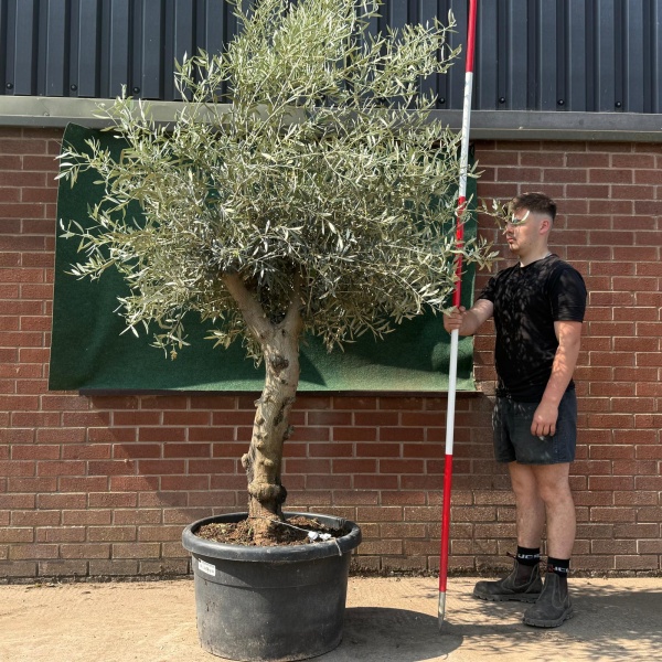 Beautiful Characterful Mature Specimen Olive Fruit Tree 19528