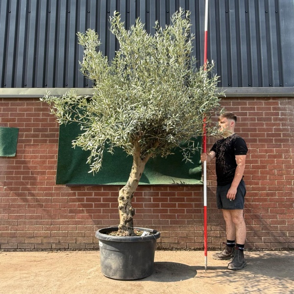 Beautiful Characterful Mature Specimen Olive Fruit Tree 19529