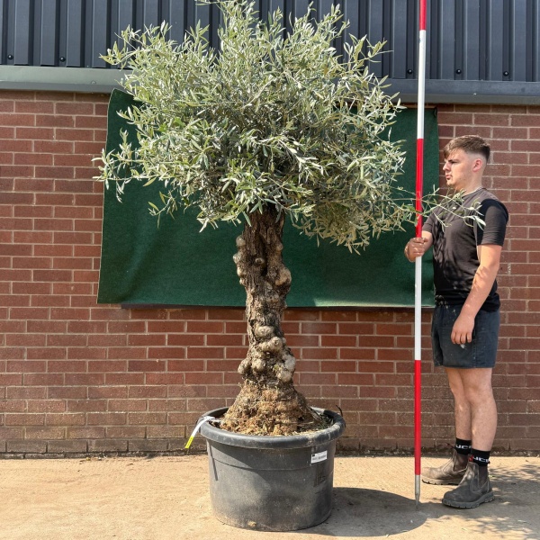 Beautiful Characterful Mature Specimen Olive Fruit Tree 19530
