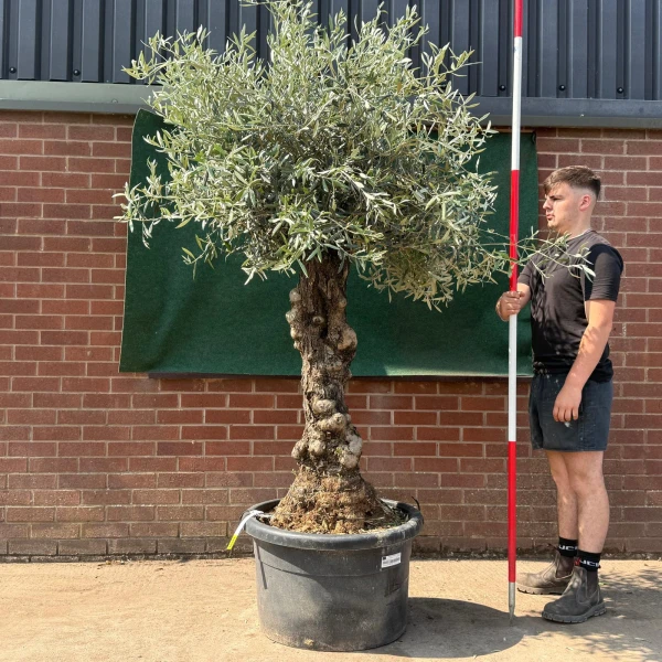 Beautiful Characterful Mature Specimen Olive Fruit Tree 19530