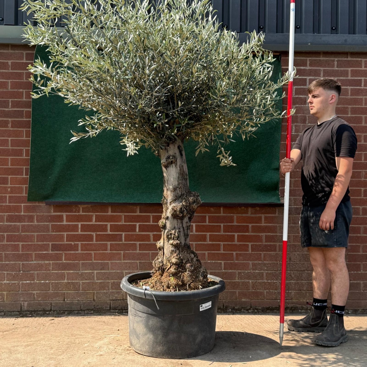 Beautiful Characterful Mature Specimen Olive Fruit Tree 19531