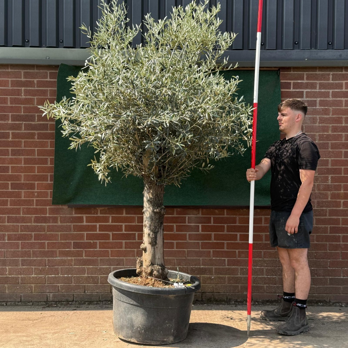 Beautiful Characterful Mature Specimen Olive Fruit Tree 19532