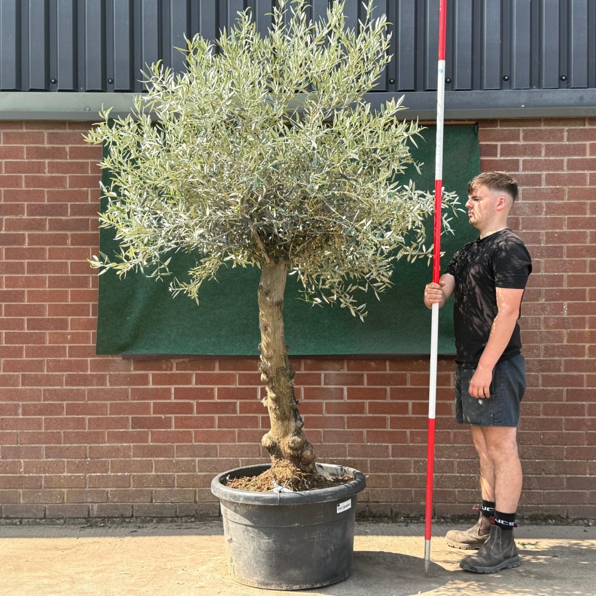 Beautiful Characterful Mature Specimen Olive Fruit Tree 19533