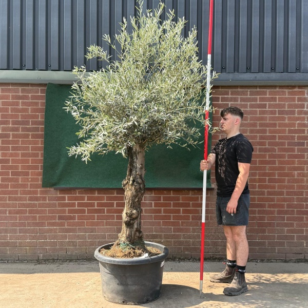 Beautiful Characterful Mature Specimen Olive Fruit Tree 19534