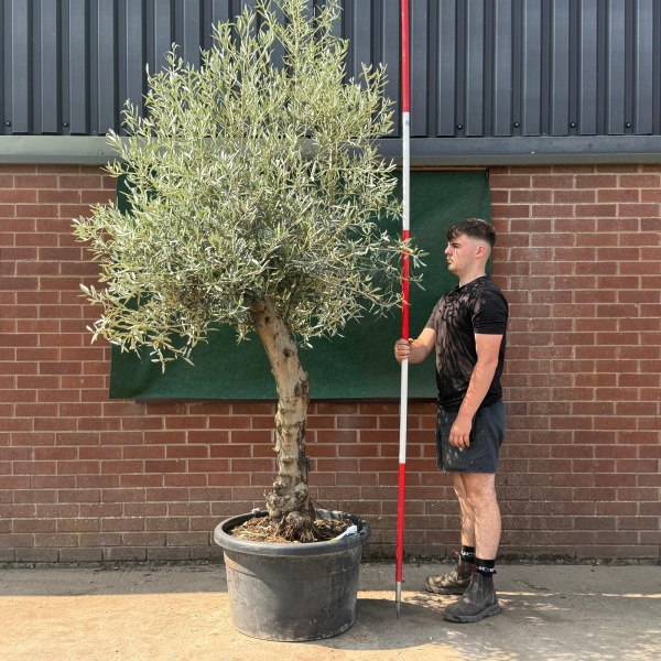 Beautiful Characterful Mature Specimen Olive Fruit Tree 19535