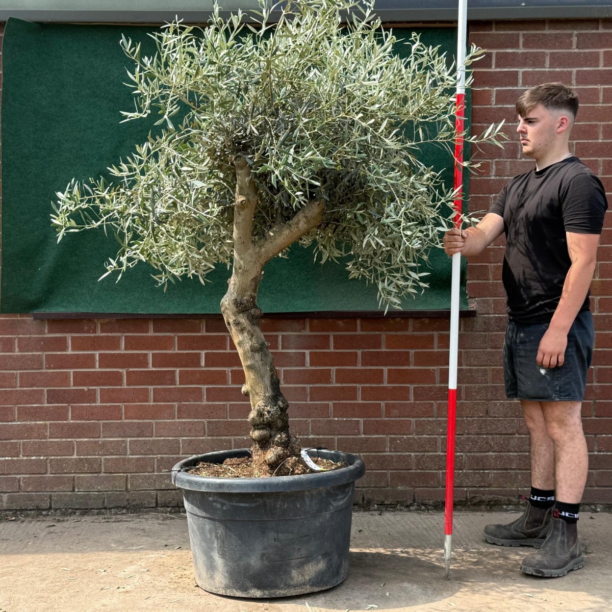 Beautiful Characterful Mature Specimen Olive Fruit Tree 19536