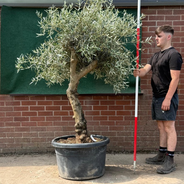 Beautiful Characterful Mature Specimen Olive Fruit Tree 19536