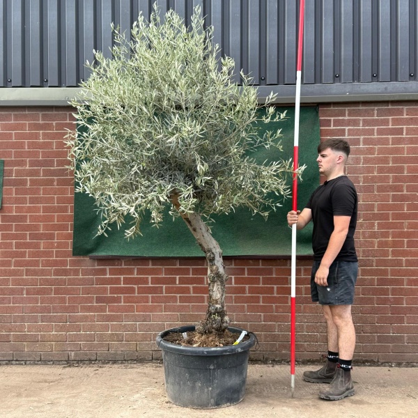 Beautiful Characterful Mature Specimen Olive Fruit Tree 19537