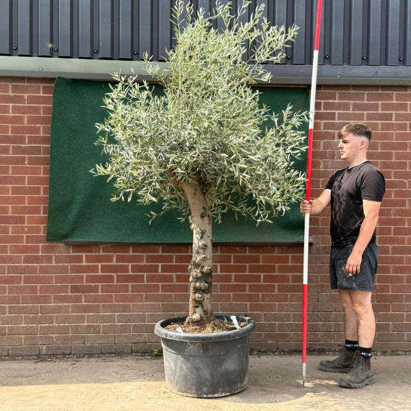 Beautiful Characterful Mature Specimen Olive Fruit Tree 19538