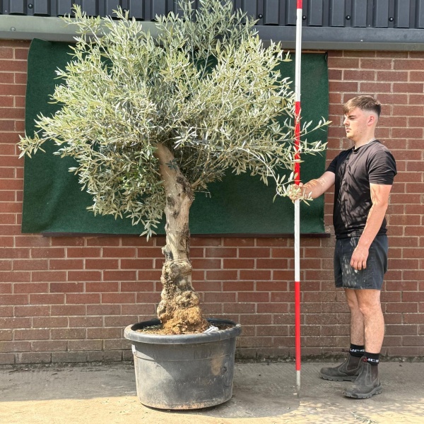 Beautiful Characterful Mature Specimen Olive Fruit Tree 19539