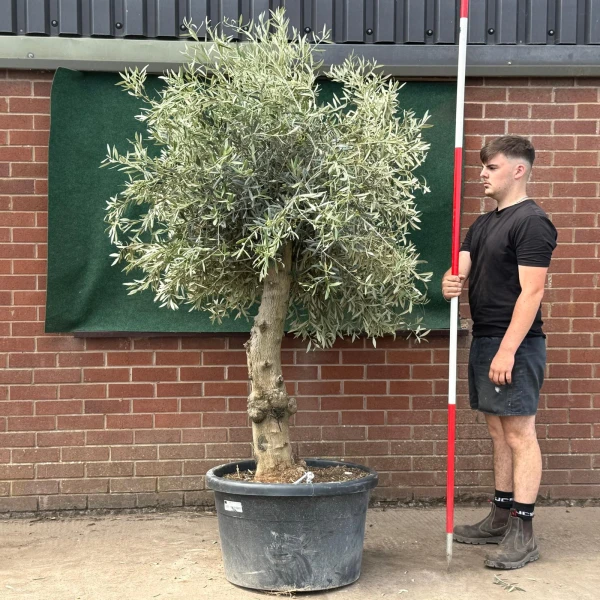 Beautiful Characterful Mature Specimen Olive Fruit Tree 19540