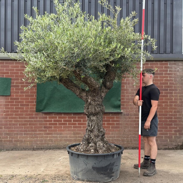 Beautiful Branched Ancient Specimen Olive Fruit Tree 19541