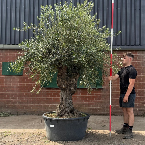 Beautiful Branched Ancient Specimen Olive Fruit Tree 19542
