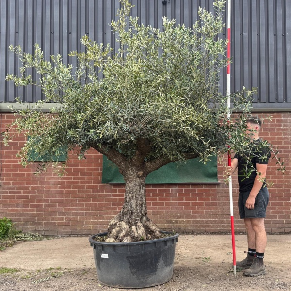 Beautiful Branched Ancient Specimen Olive Fruit Tree 19543