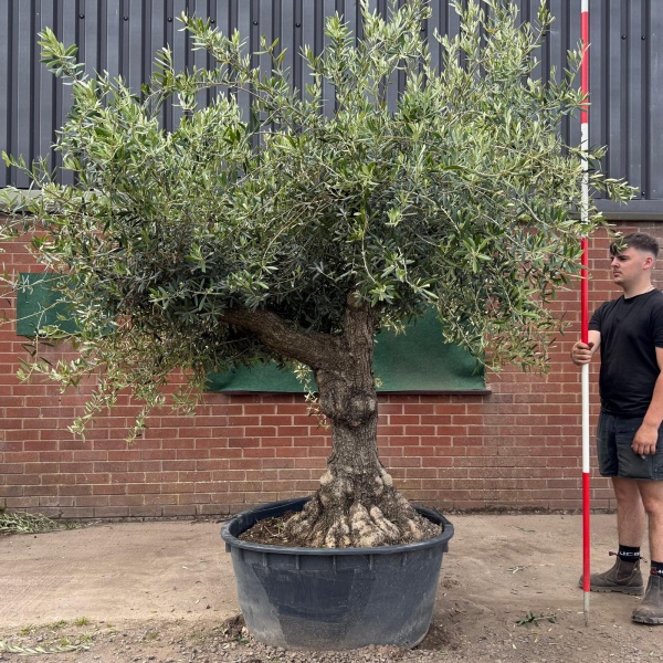 Beautiful Branched Ancient Specimen Olive Fruit Tree 19544
