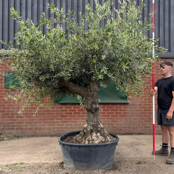 Beautiful Branched Ancient Specimen Olive Fruit Tree 19544