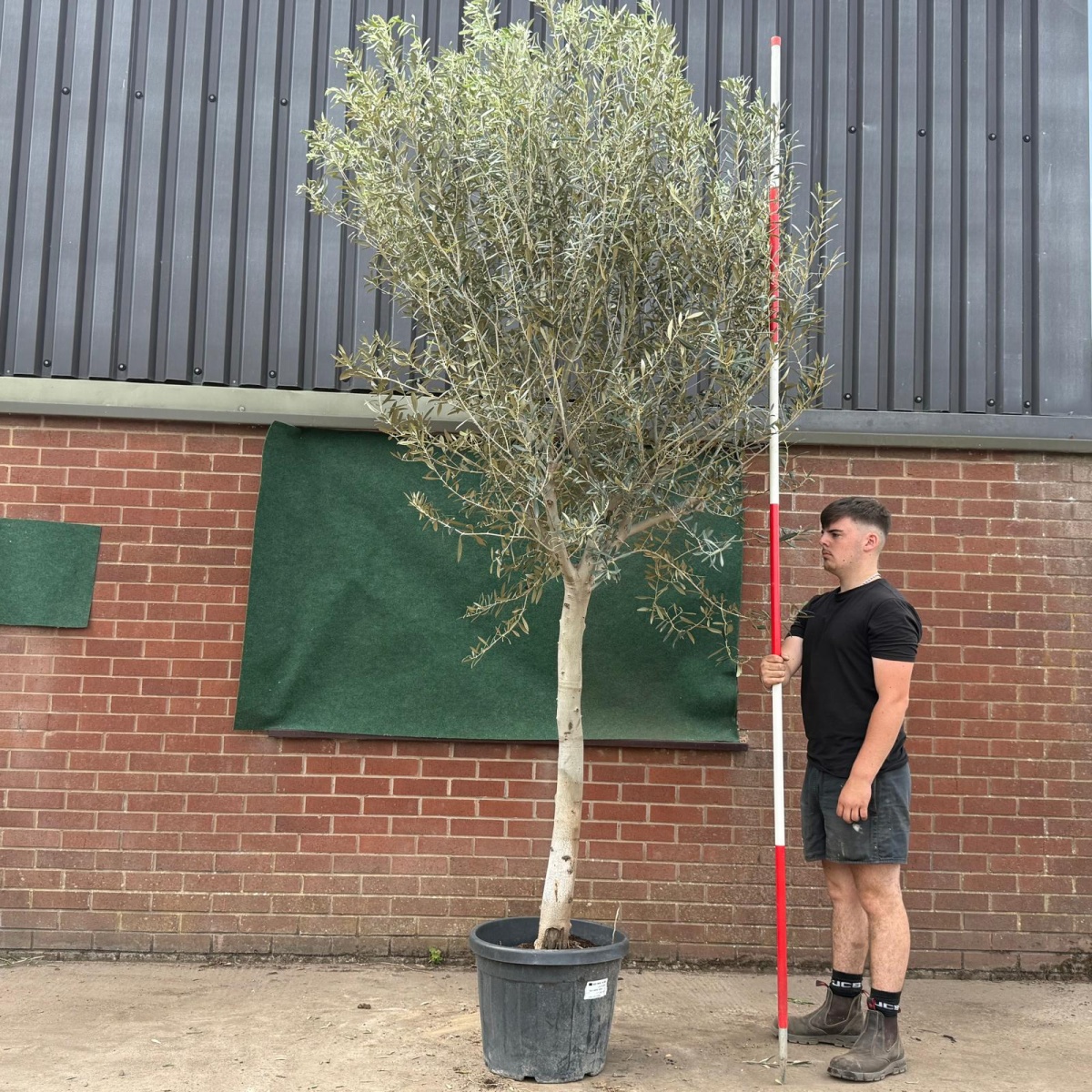 The Windsor Mature Olive Fruit Tree Specimen 19545