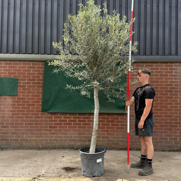The Windsor Mature Olive Fruit Tree Specimen 19546