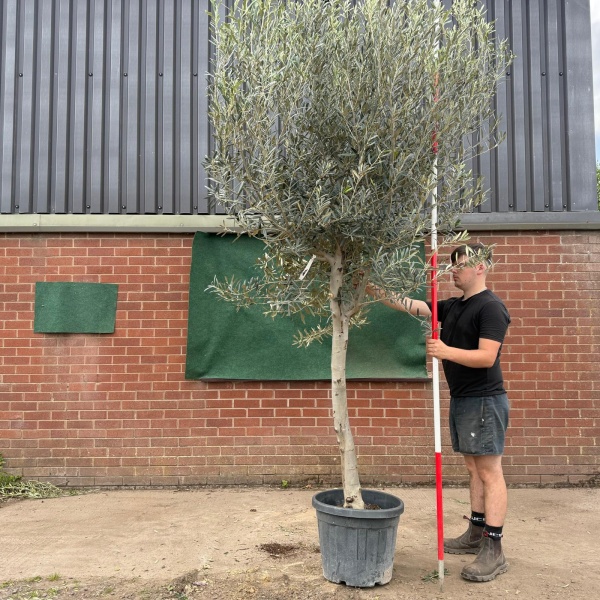 The Windsor Mature Olive Fruit Tree Specimen 19547
