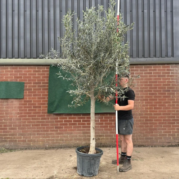 The Windsor Mature Olive Fruit Tree Specimen 19548