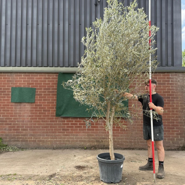 The Windsor Mature Olive Fruit Tree Specimen 19549
