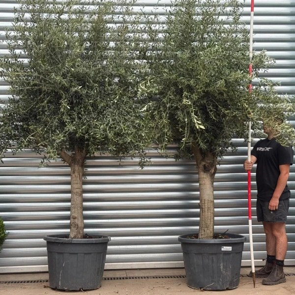Beautiful DUO of Mature Olive Fruit Tree Specimens 19550 51