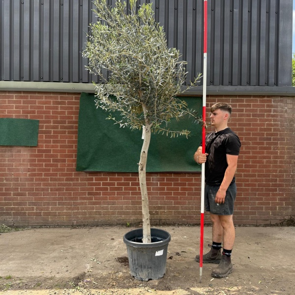 The Windsor Mature Olive Fruit Tree Specimen 19550