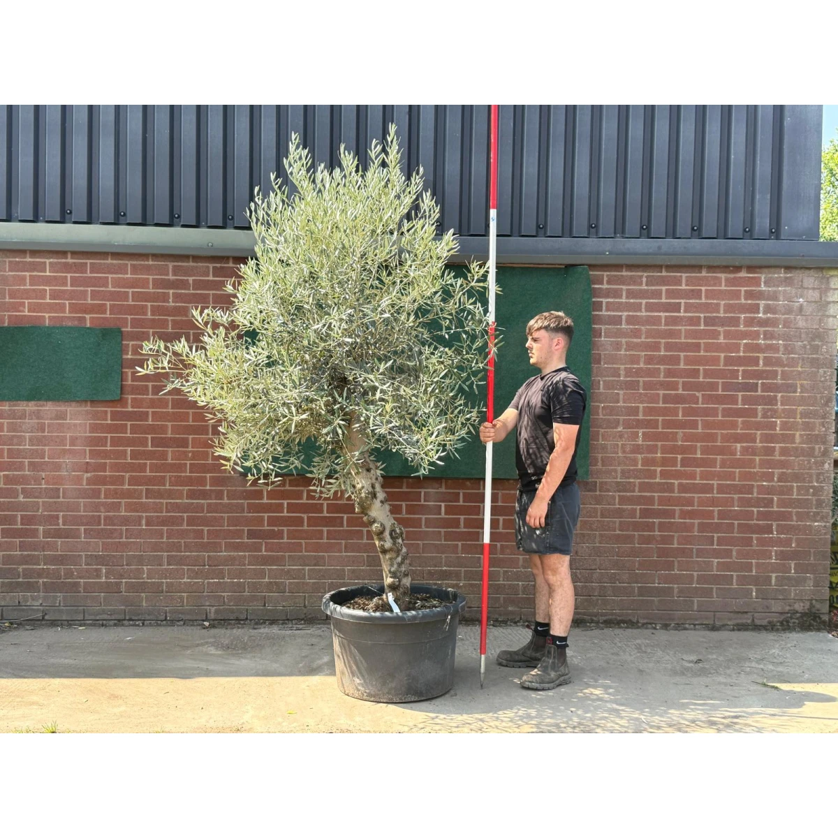Beautiful Characterful Mature Specimen Olive Fruit Tree 19566