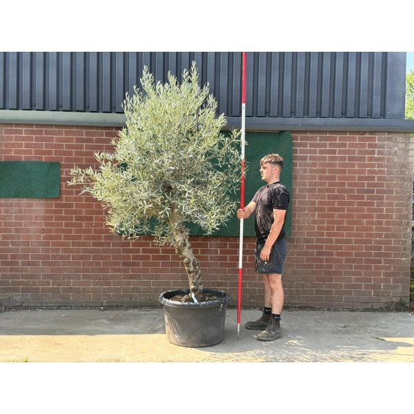 Beautiful Characterful Mature Specimen Olive Fruit Tree 19566