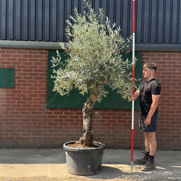 Beautiful Characterful Mature Specimen Olive Fruit Tree 19567
