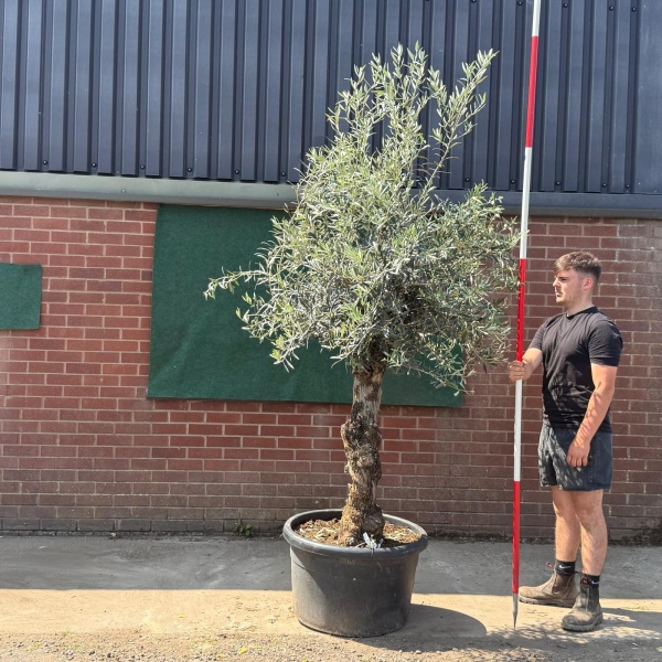 Beautiful Characterful Mature Specimen Olive Fruit Tree 19568