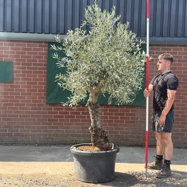 Beautiful Characterful Mature Specimen Olive Fruit Tree 19569