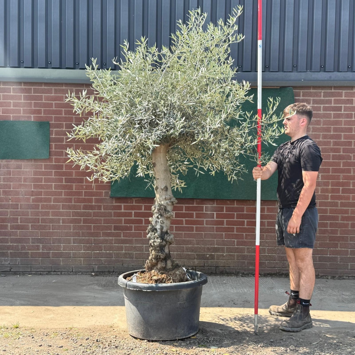 Beautiful Characterful Mature Specimen Olive Fruit Tree 19570