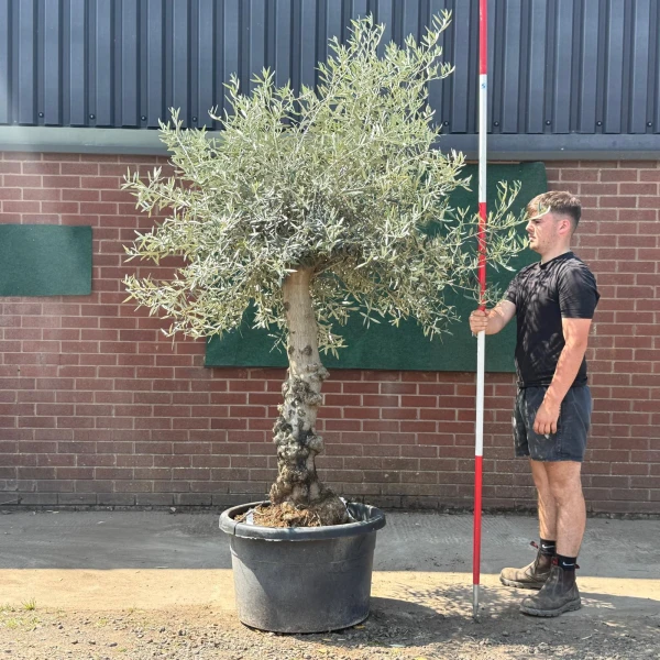 Beautiful Characterful Mature Specimen Olive Fruit Tree 19570