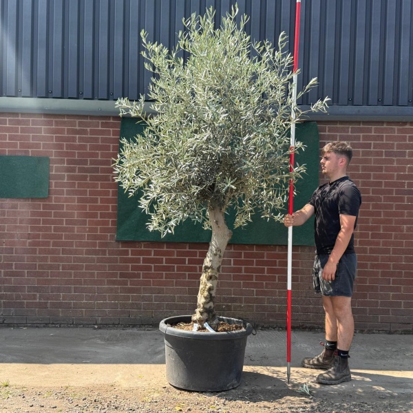 Beautiful Characterful Mature Specimen Olive Fruit Tree 19571