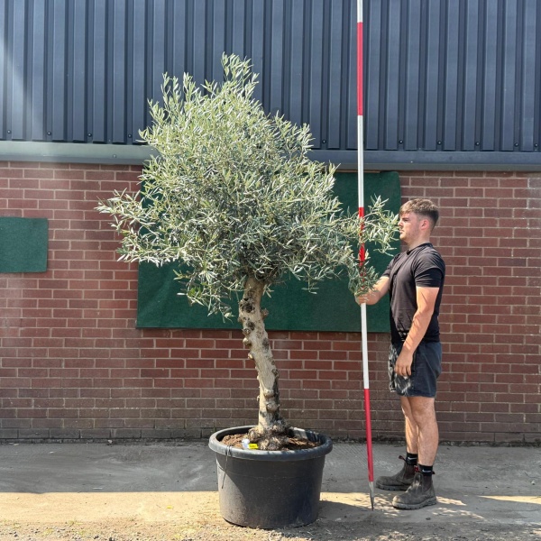 Beautiful Characterful Mature Specimen Olive Fruit Tree 19572