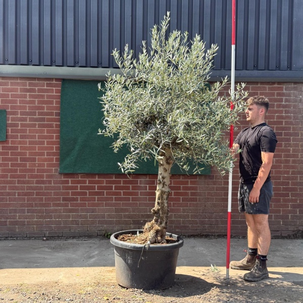Beautiful Characterful Mature Specimen Olive Fruit Tree 19573