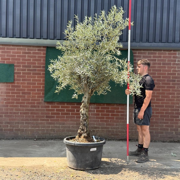 Beautiful Characterful Mature Specimen Olive Fruit Tree 19574
