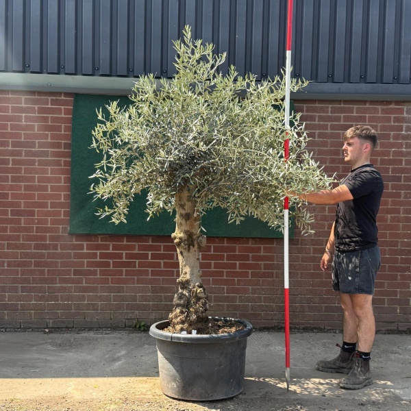 Beautiful Characterful Mature Specimen Olive Fruit Tree 19575