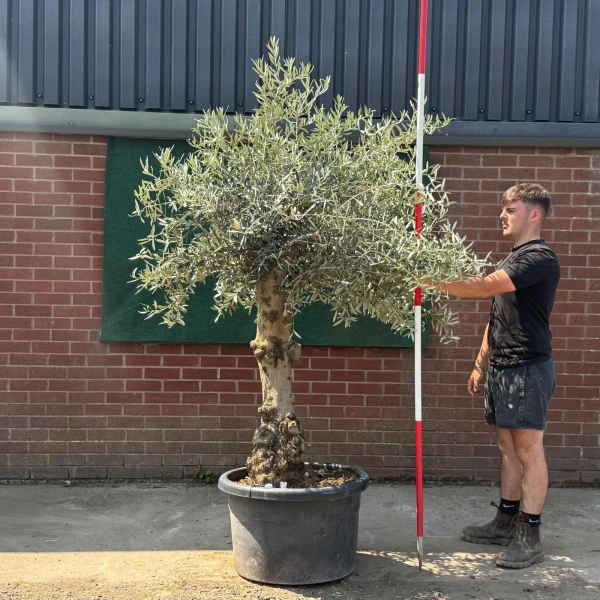 Beautiful Characterful Mature Specimen Olive Fruit Tree 19575