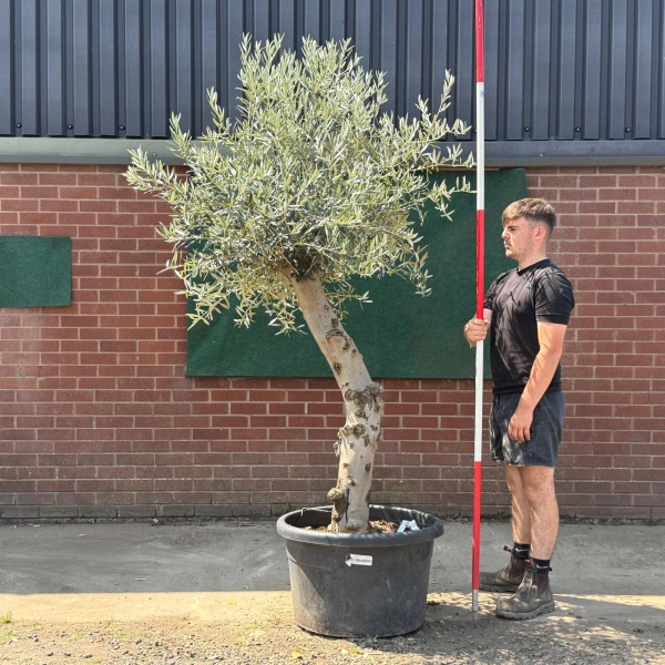 Quirky Characterful Mature Specimen Olive Fruit Tree 19576