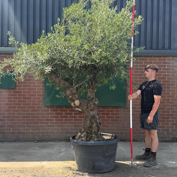 Stunning Branched Ancient Specimen Olive Fruit Tree 19578