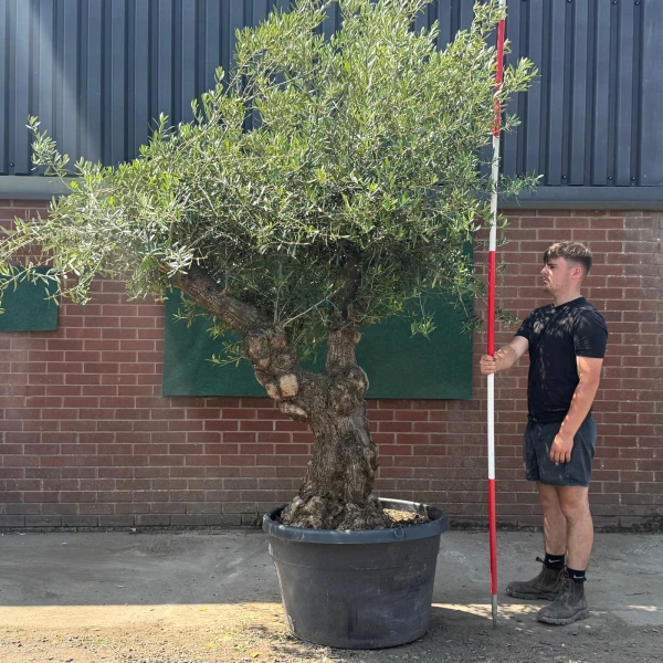 Stunning Branched Ancient Specimen Olive Fruit Tree 19578
