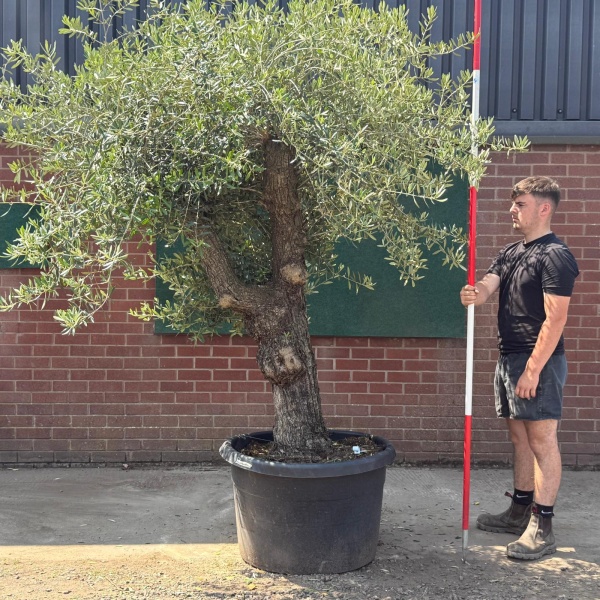 Fabulous Branched Ancient Specimen Olive Fruit Tree 19579
