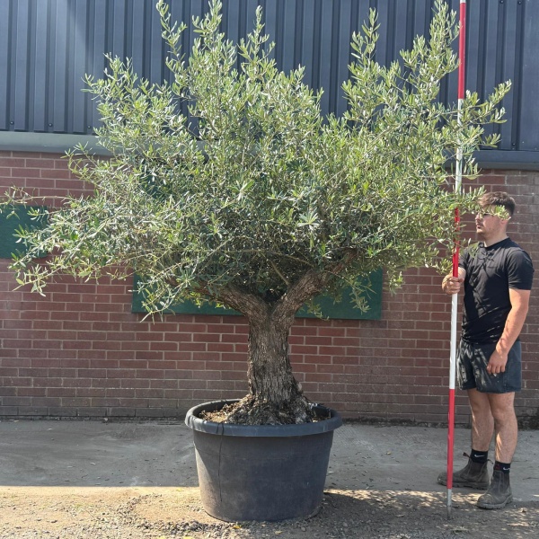 Fabulous Branched Ancient Specimen Olive Fruit Tree 19580