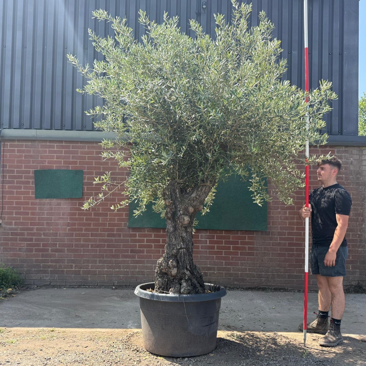 Wonderful Ancient Specimen Olive Fruit Tree 19581