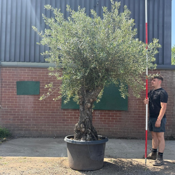 Wonderful Ancient Specimen Olive Fruit Tree 19581